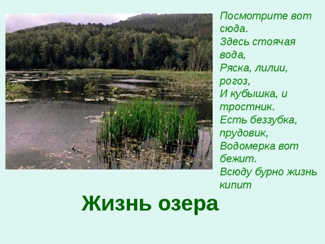 Посмотрите вот сюда. Здесь стоячая вода, Ряска, лилии, рогоз, И кубышка, и тростник. Есть беззубка, прудовик, Водомерка вот бежит. Всюду бурно жизнь кипит  Жизнь озера 