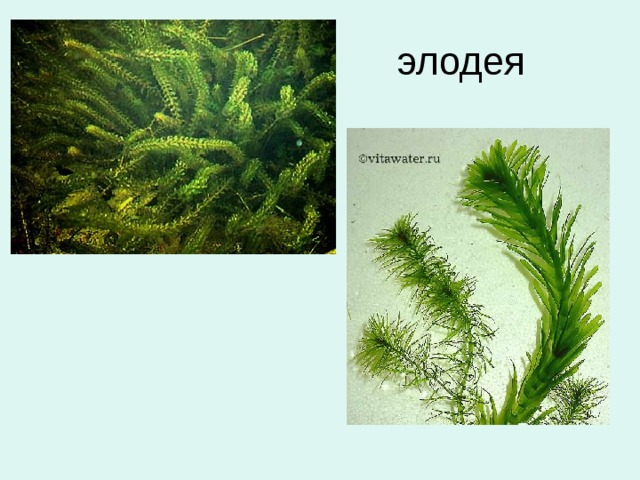 элодея 