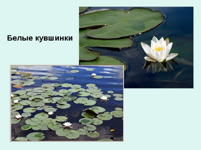 Белые кувшинки 