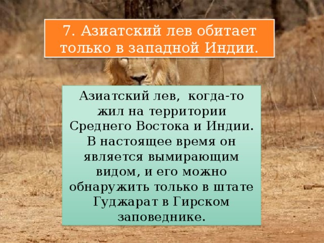 7. Азиатский лев обитает только в западной Индии. Азиатский лев, когда-то жил на территории Среднего Востока и Индии. В настоящее время он является вымирающим видом, и его можно обнаружить только в штате Гуджарат в Гирском заповеднике. 