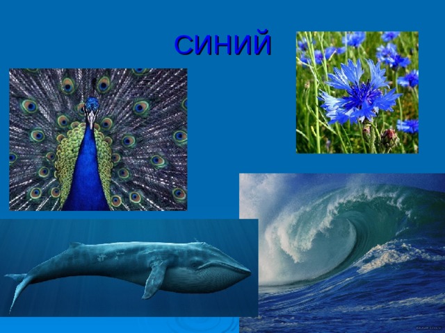 СИНИЙ 