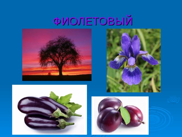 ФИОЛЕТОВЫЙ 
