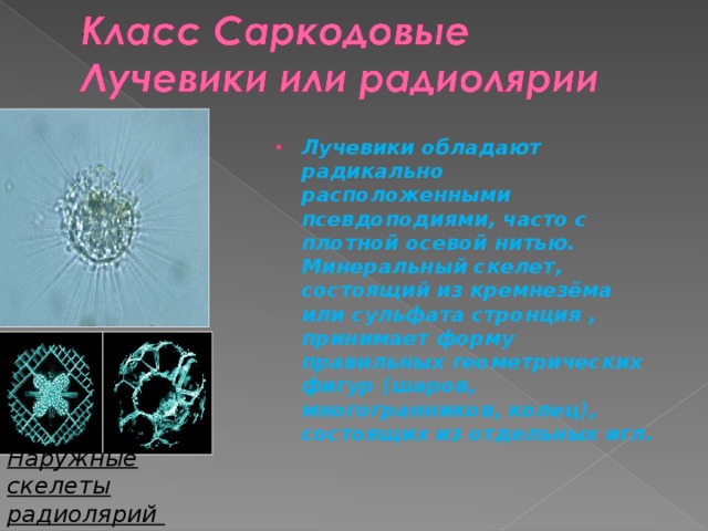 Лучевики обладают радикально расположенными псевдоподиями, часто с плотной осевой нитью. Минеральный скелет, состоящий из кремнезёма или сульфата стронция , принимает форму правильных геометрических фигур (шаров, многогранников, колец), состоящих из отдельных игл. Наружные скелеты радиолярий 