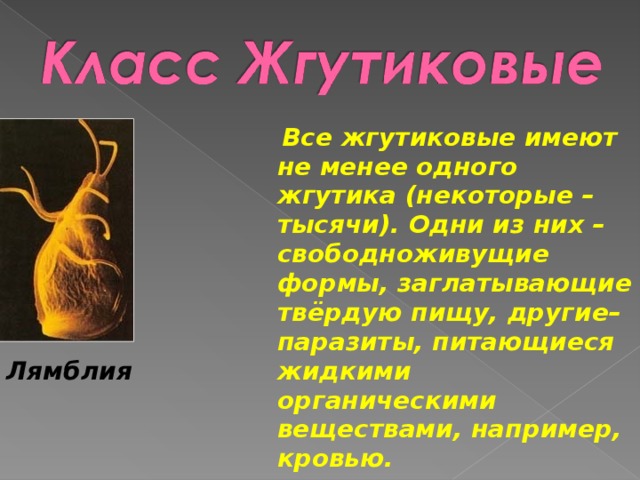  Все жгутиковые имеют не менее одного жгутика (некоторые – тысячи). Одни из них – свободноживущие формы, заглатывающие твёрдую пищу, другие– паразиты, питающиеся жидкими органическими веществами, например, кровью. Лямблия 