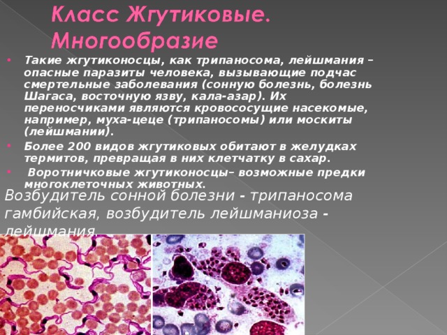 Такие жгутиконосцы, как трипаносома, лейшмания – опасные паразиты человека, вызывающие подчас смертельные заболевания (сонную болезнь, болезнь Шагаса, восточную язву, кала-азар). Их переносчиками являются кровососущие насекомые, например, муха-цеце (трипаносомы) или москиты (лейшмании). Более 200 видов жгутиковых обитают в желудках термитов, превращая в них клетчатку в сахар.  Воротничковые жгутиконосцы– возможные предки многоклеточных животных. Возбудитель сонной болезни - трипаносома гамбийская, возбудитель лейшманиоза - лейшмания. 