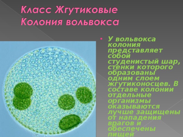 У вольвокса колония представляет собой студенистый шар, стенки которого образованы одним слоем жгутиконосцев. В составе колонии отдельные организмы оказываются лучше защищены от нападения врагов и обеспечены пищей 