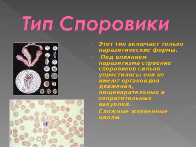 Этот тип включает только паразитические формы.  Под влиянием паразитизма строение споровиков сильно упростилось: они не имеют органоидов движения, пищеварительных и сократительных вакуолей. Сложные жизненные циклы  