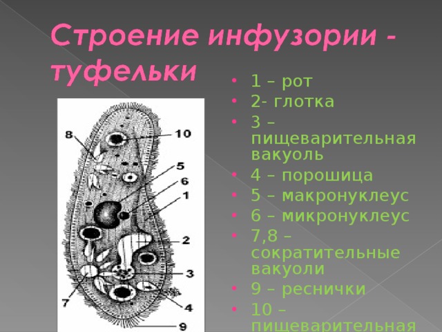 1 – рот 2- глотка 3 – пищеварительная вакуоль 4 – порошица 5 – макронуклеус 6 – микронуклеус 7,8 – сократительные вакуоли 9 – реснички 10 – пищеварительная вакуоль 