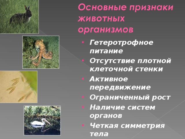 Гетеротрофное питание Отсутствие плотной клеточной стенки Активное передвижение Ограниченный рост Наличие систем органов Четкая симметрия тела 