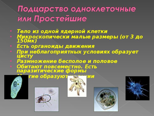 Тело из одной ядерной клетки Микроскопически малые размеры (от 3 до 150мк) Есть органоиды движения При неблагоприятных условиях образует цисту Размножение бесполое и половое Обитают повсеместно. Есть паразитические формы Многие образуют колонии  