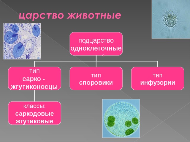 подцарство одноклеточные тип сарко - жгутиконосцы тип споровики тип инфузории классы: саркодовые жгутиковые 