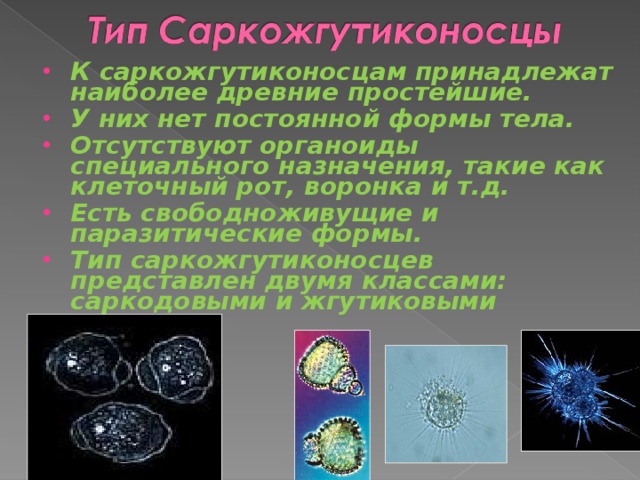 К саркожгутиконосцам принадлежат наиболее древние простейшие. У них нет постоянной формы тела. Отсутствуют органоиды специального назначения, такие как клеточный рот, воронка и т.д. Есть свободноживущие и паразитические формы. Тип саркожгутиконосцев представлен двумя классами: саркодовыми и жгутиковыми   