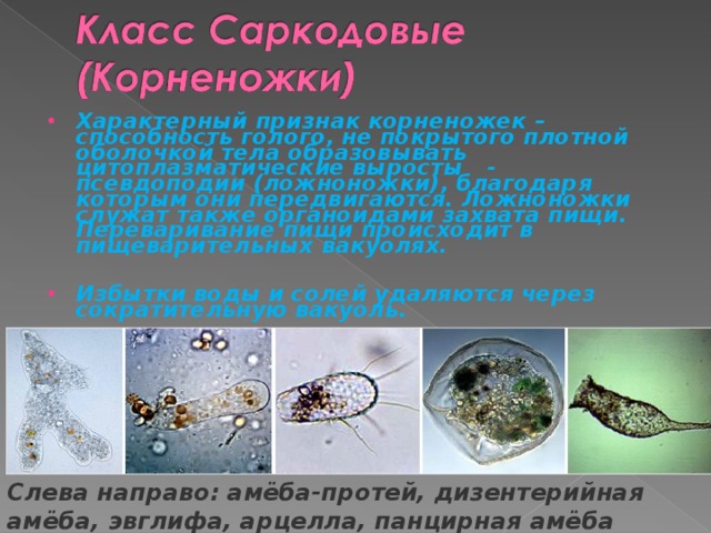 Характерный признак корненожек – способность голого, не покрытого плотной оболочкой тела образовывать цитоплазматические выросты - псевдоподии (ложноножки), благодаря которым они передвигаются. Ложноножки служат также органоидами захвата пищи. Переваривание пищи происходит в пищеварительных вакуолях.  Избытки воды и солей удаляются через сократительную вакуоль.   Слева направо: амёба-протей, дизентерийная амёба, эвглифа, арцелла, панцирная амёба диффлюгия. 