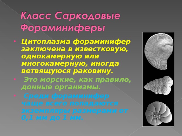 Цитоплазма фораминифер заключена в известковую, однокамерную или многокамерную, иногда ветвящуюся раковину.  Это морские, как правило, донные организмы.  Среди фораминифер чаще всего попадаются экземпляры размерами от 0,1 мм до 1 мм. 