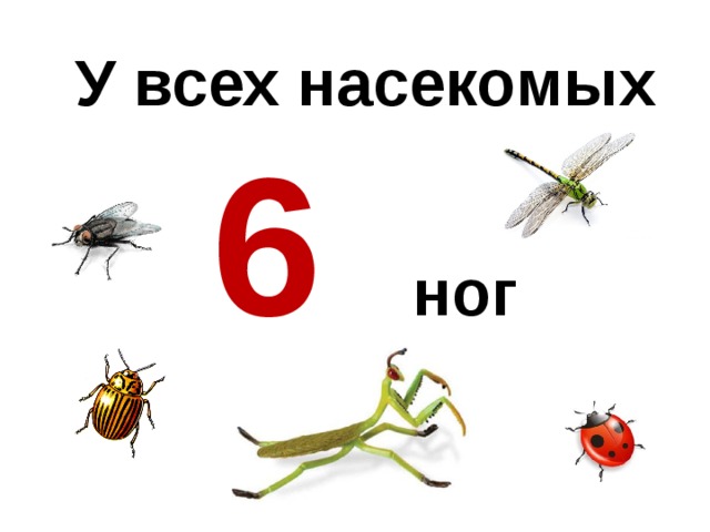 У всех насекомых 6  ног 