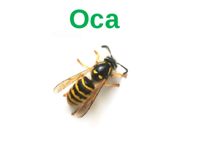 Оса 