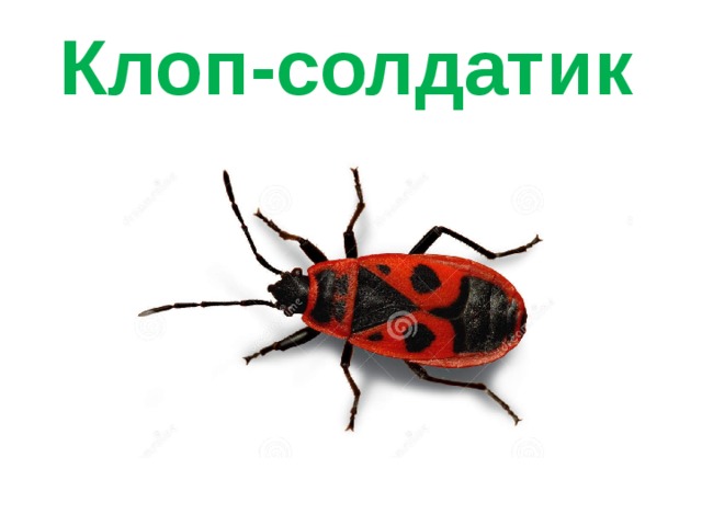 Клоп-солдатик 