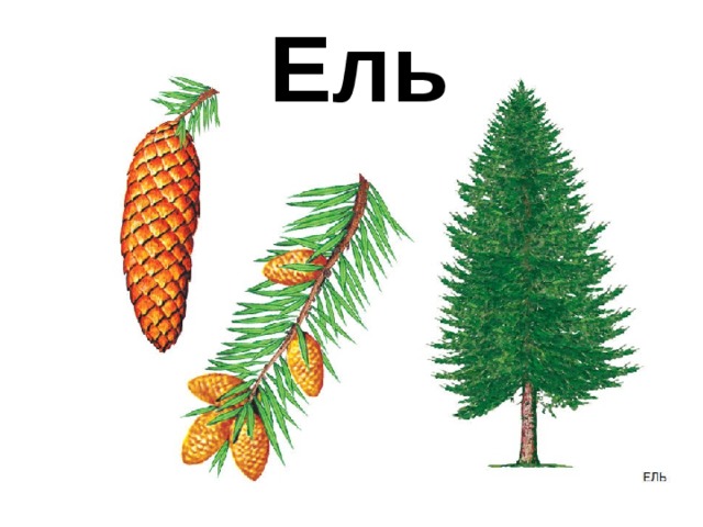 Ель 