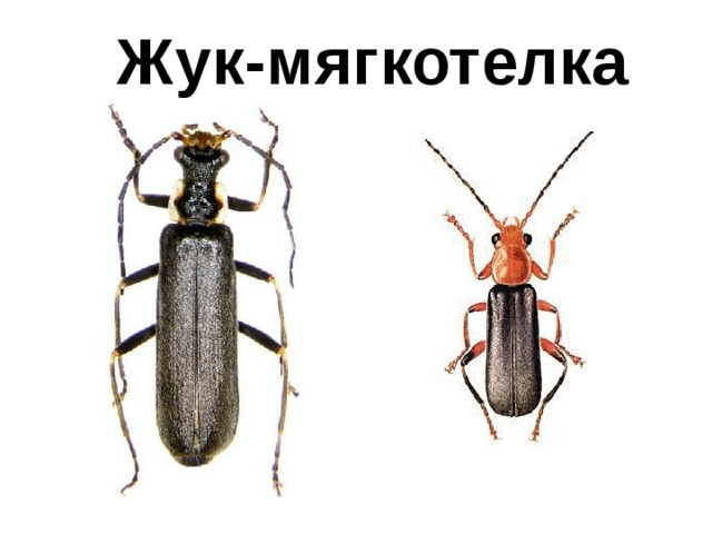 Жук-мягкотелка 