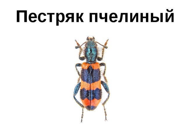 Пестряк пчелиный 