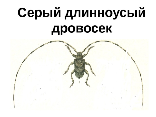Серый длинноусый дровосек 