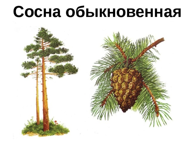 Сосна обыкновенная 