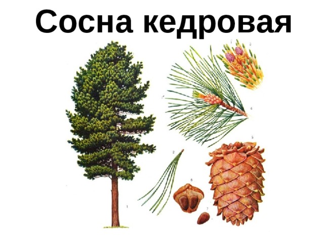 Сосна кедровая 