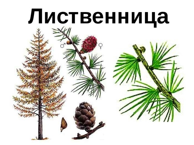 Лиственница 