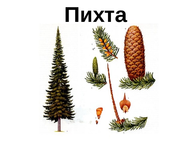 Пихта 