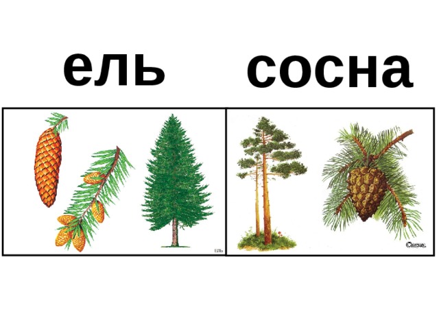 ель сосна 