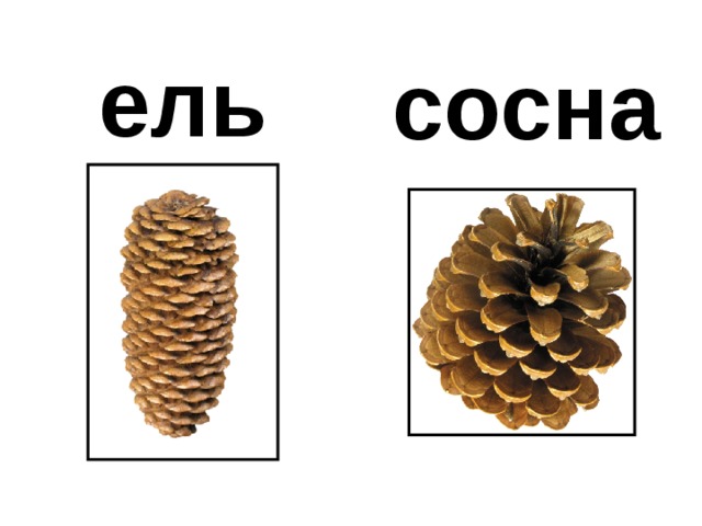 ель сосна 