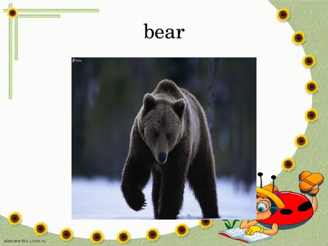 bear 