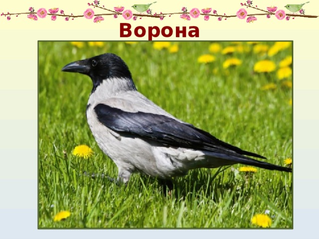 Ворона 