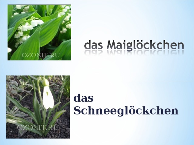 d as Schneeglöckchen 