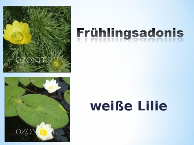 weiße Lilie 