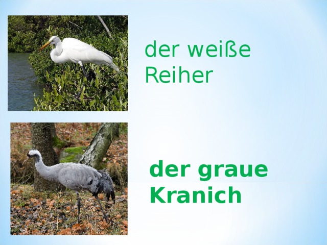 der weiße Reiher der graue Kranich 