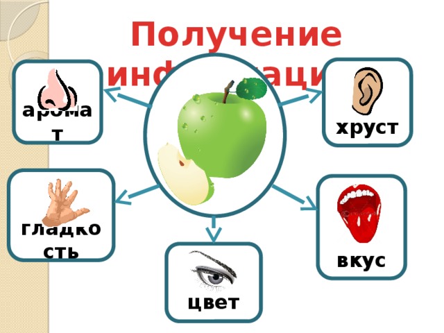 Получение информации   хруст   аромат   гладкость   вкус  цвет 