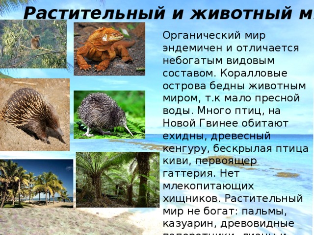 Растительный и животный мир Органический мир эндемичен и отличается небогатым видовым составом. Коралловые острова бедны животным миром, т.к мало пресной воды. Много птиц, на Новой Гвинее обитают ехидны, древесный кенгуру, бескрылая птица киви, первоящер гаттерия. Нет млекопитающих хищников. Растительный мир не богат: пальмы, казуарин, древовидные папоротники, лианы и кокосовые пальмы. 