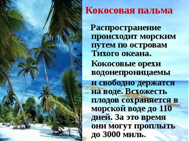 Кокосовая пальма  Распространение происходит морским путем по островам Тихого океана.  Кокосовые орехи водонепроницаемы  и свободно держатся на воде. Всхожесть плодов сохраняется в морской воде до 110 дней. За это время они могут проплыть до 3000 миль . 
