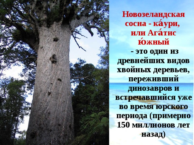 Новозеландская сосна - ка́ури, или Ага́тис ю́жный  - это один из древнейших видов хвойных деревьев, переживший динозавров и встречавшийся уже во время юрского периода (примерно 150 миллионов лет назад)   