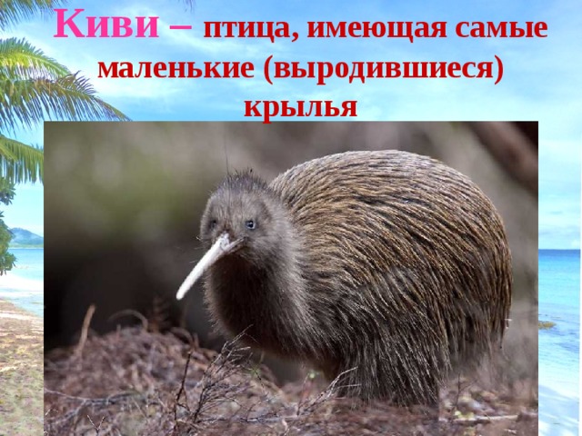 Киви – птица, имеющая самые маленькие (выродившиеся) крылья 