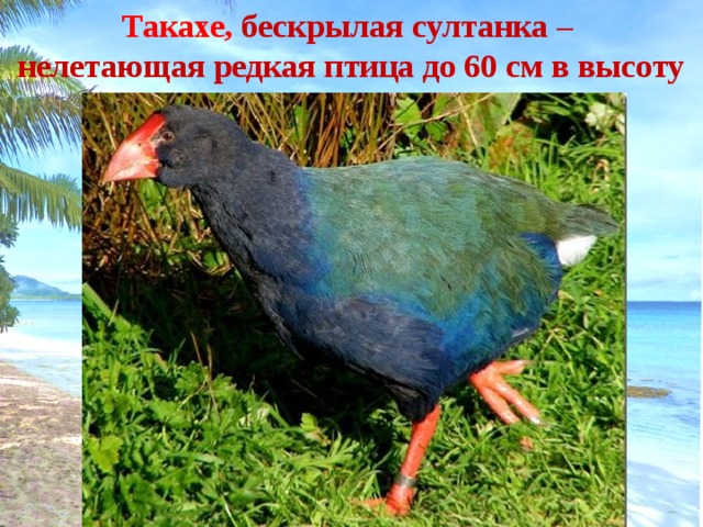 Такахе,  бескрылая султанка – нелетающая редкая птица до 60 см в высоту 