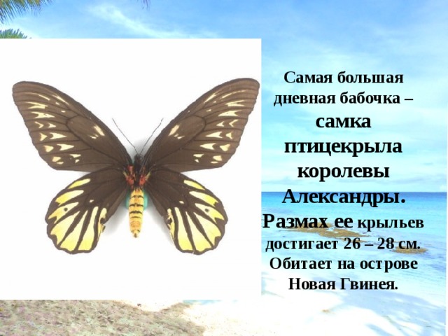 Самая большая дневная бабочка – самка птицекрыла королевы Александры. Размах ее крыльев достигает 26 – 28 см. Обитает на острове Новая Гвинея. 