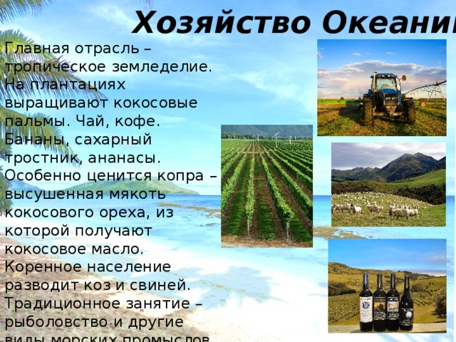 Хозяйство Океании Главная отрасль – тропическое земледелие. На плантациях выращивают кокосовые пальмы. Чай, кофе. Бананы, сахарный тростник, ананасы. Особенно ценится копра – высушенная мякоть кокосового ореха, из которой получают кокосовое масло. Коренное население разводит коз и свиней. Традиционное занятие – рыболовство и другие виды морских промыслов. Новая Зеландия – единственная страна Океании с хорошо развитым хозяйством. 