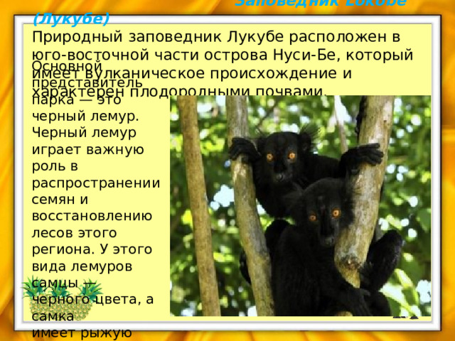  Заповедник Lokobe (Лукубе) Природный заповедник Лукубе расположен в юго-восточной части острова Нуси-Бе, который имеет вулканическое происхождение и характерен плодородными почвами. Основной представитель парка — это черный лемур. Черный лемур играет важную роль в распространении семян и восстановлению лесов этого региона. У этого вида лемуров самцы — черного цвета, а самка имеет рыжую шерсть. 