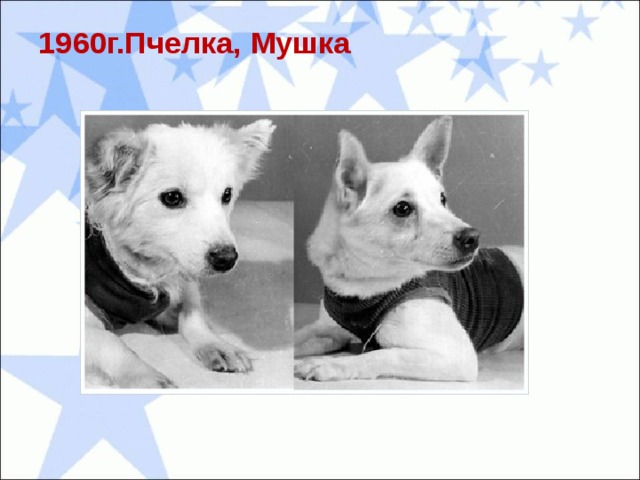 1960г.Пчелка, Мушка   