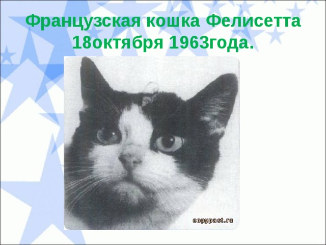 Французская кошка Фелисетта  18октября 1963года. 