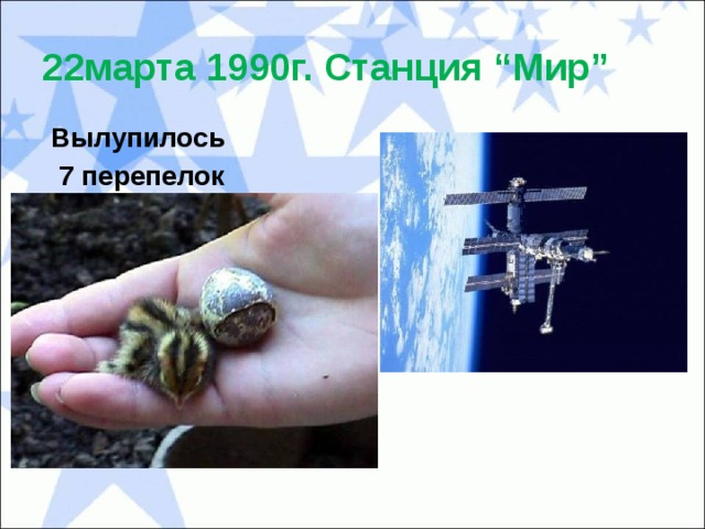 22марта 1990г. Станция “Мир” Вылупилось  7 перепелок 
