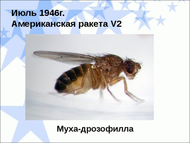 Июль 1946г.  Американская ракета V2 Муха-дрозофилла 
