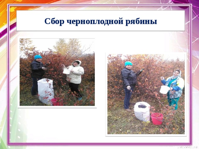 Сбор черноплодной рябины 